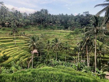 Scenic view of farm against sky