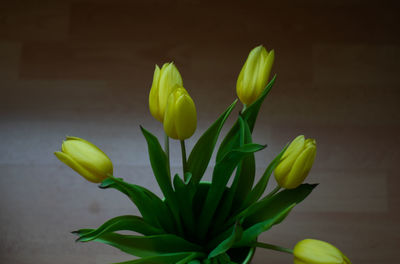 Close-up of yellow tulip