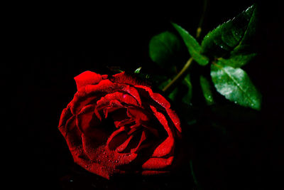 Close-up of rose against black background