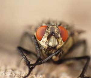 Close-up of fly