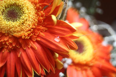 Close-up of orange hibiscus blooming outdoors