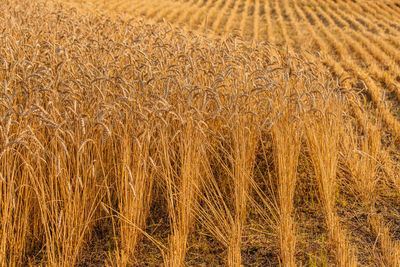 Full frame shot of wheat field