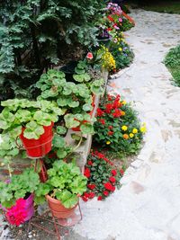 Flowers growing on plant