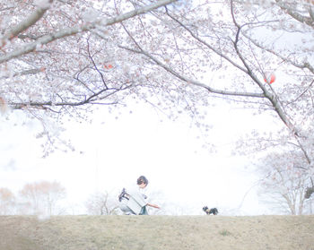 Low angle view of cherry blossoms against sky