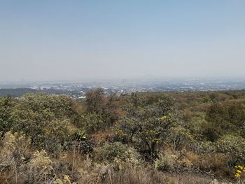 Scenic view of field against clear sky