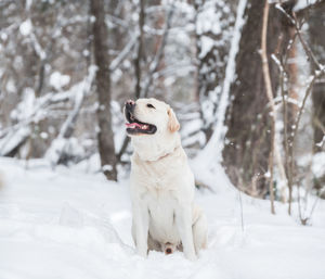 High angle view of dog on snow covered land