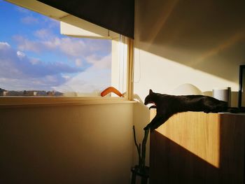 Cat looking at sky