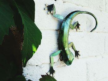 Close-up high angle view of a lizard