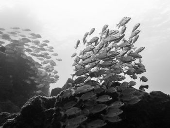 Rocks in sea