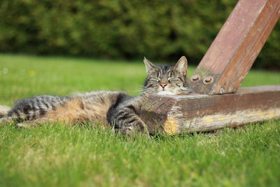 Cat relaxing in a field