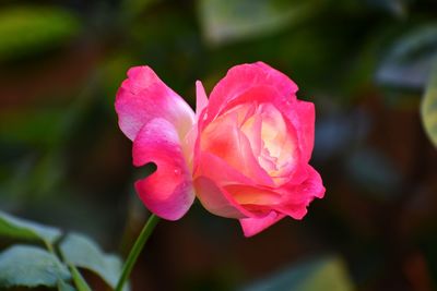 Close-up of pink rose