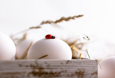 Close-up of apple on table against white background