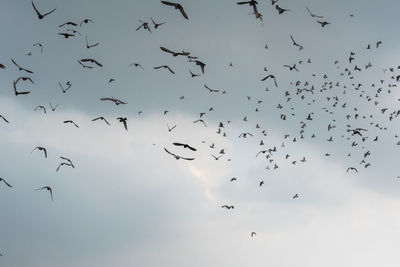 Low angle view of birds flying in sky