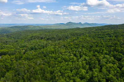 Scenic view of forest against sky