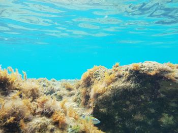 View of coral swimming in sea