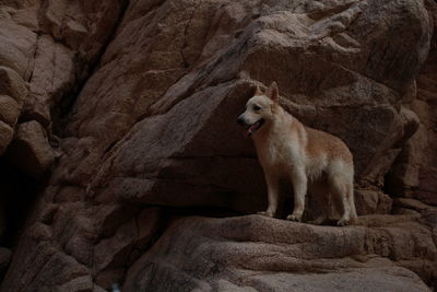 View of a dog standing on rock