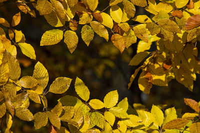 Close-up of yellow leaves against blurred background