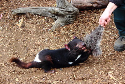 Close-up of dog on hand