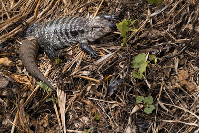 High angle view of a lizard