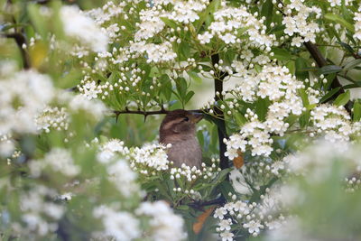 Bird amidst white flowers on tree