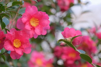 Close-up of pink flowering plant