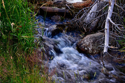 Scenic view of waterfall in forest