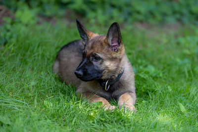 Dog looking away on grass