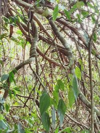 Low angle view of bamboo trees in forest