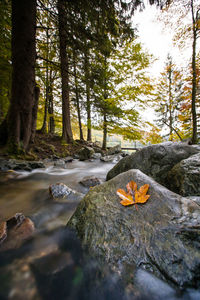Surface level of stream amidst trees in forest