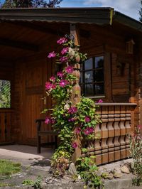 Flower plants outside house