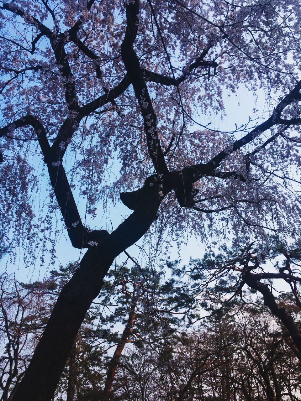 tree, plant, branch, low angle view, sky, nature, tree trunk, trunk, silhouette, outdoors, no people, growth, day, beauty in nature, tranquility, forest, clear sky, tall - high, land, bare tree, tree canopy, directly below