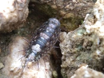 Close-up of insect on rock