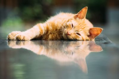 Close-up of ginger cat relaxing on water