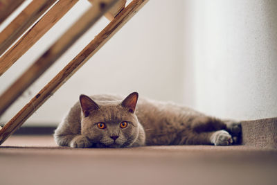 Close-up of a cat lying on floor