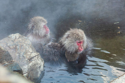 Japanese snow monkey bathing in hot spring water