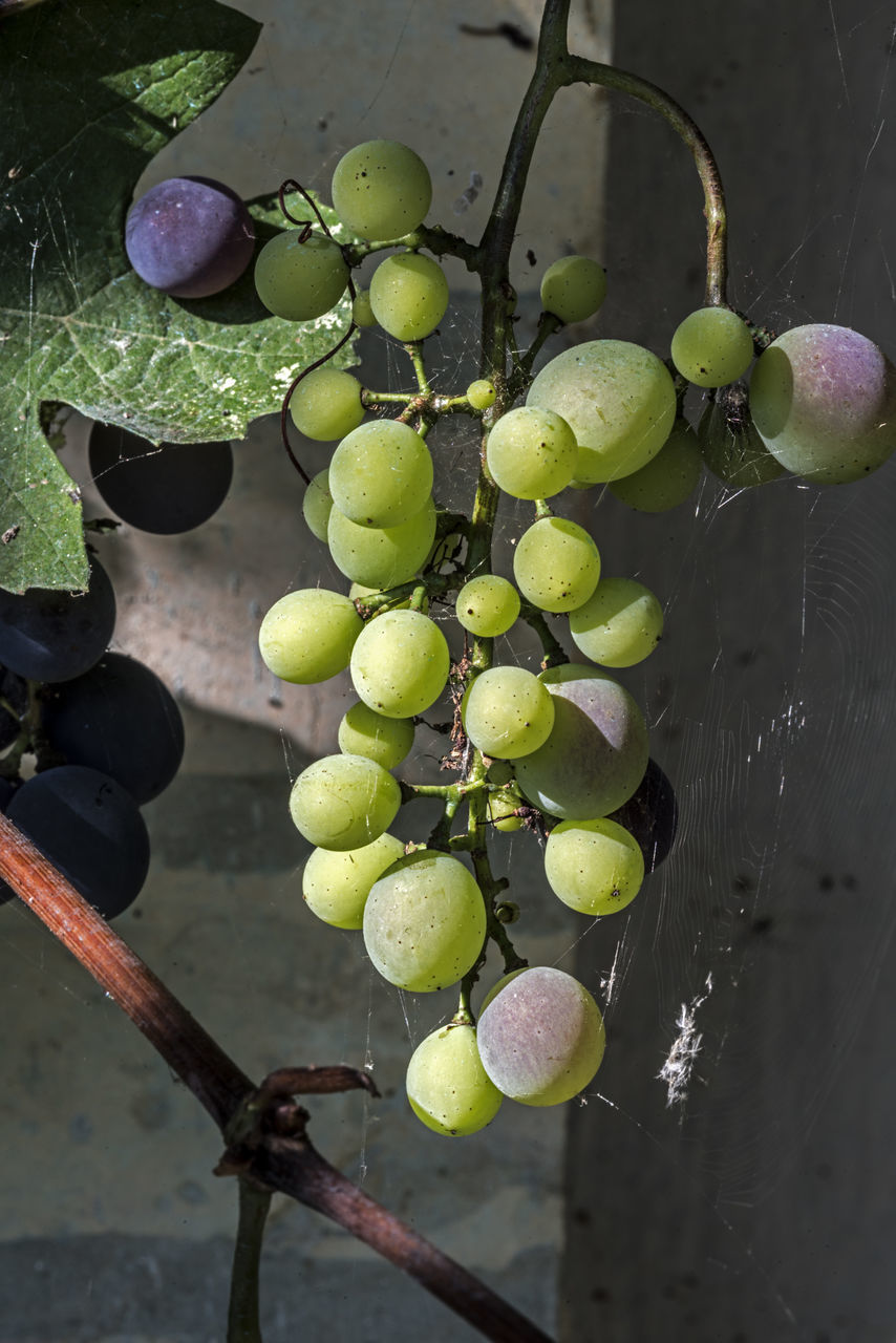 CLOSE-UP OF GRAPES HANGING FROM VINE