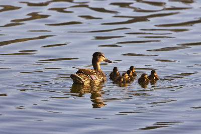 Ducks swimming in lake