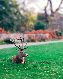 Deer relaxing on grass