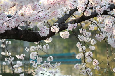 Close-up of pink cherry blossoms in spring