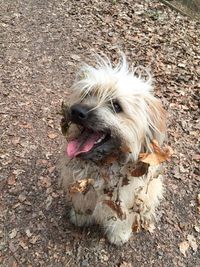 Close-up of dog sticking out tongue