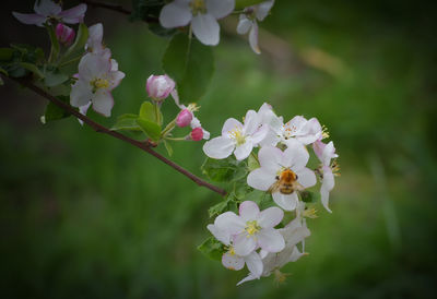 Close-up of fresh flowers blooming in park