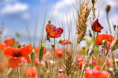 Close-up of red poppy flowers on field