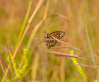 Close-up of insect on plant