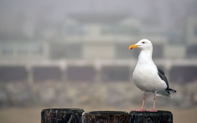 Close-up of bird perching outdoors