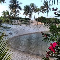 Palm trees on shore