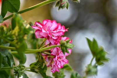 Close-up of pink flowers blooming outdoors