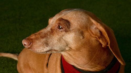 Close-up of a dog looking away