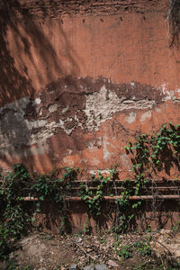 Abandoned wall by plants