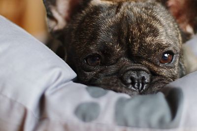 Close-up portrait of dog