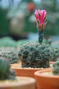 Close-up of cactus flower pot